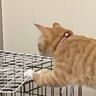 『ジャンプに失敗？』ケージの上に行こうとした途中で猫が…まさかの体勢が面白すぎると85万表示「絶妙なバランスに笑った」「タスケテ…」
