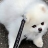 飼い主の体調不良で散歩に行けていなかった犬→久々に外に出たら…楽しすぎて見せた『まさかの行動』が6万再生「甘えたいもんね」「可愛い」