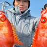 【船のエサ釣り釣果速報】泳がせ釣りでチカメキントキに大型根魚が好反応中！（福岡）