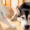 『ハスキー犬に育てられた猫』→想像を遥かに超える『甘え方』が1361万再生「思った500倍可愛くて叫んだ」「倒れそうになったｗ」と悶絶