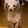 何度も人間に裏切られた『ボロボロの犬』→劣悪な環境から救い出され…思わず涙が出る『現在の光景』に反響「泣ける」「本当よかった」と2万再生