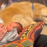 赤ちゃんが心配で仕方ない大型犬→パパママが子育てをしていると…ほっこりが止まらない『監督になる様子』に「面倒みてる」「偉すぎ」と絶賛の声