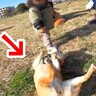 小さな女の子を遊びに誘った犬→まさかの『独特すぎるアピール』でドン引きされてしまう光景が153万表示「塩対応ｗ」「クセ強すぎで草」