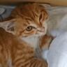 『雨のなか泥だらけで足を引きずっていた子猫』を保護した結果…衝撃の診断結果と『現在の姿』に涙する人続出「素敵」「電車で泣いてしまった」