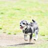 『責任感が不足している』犬の飼い主がするNG行動4つ　愛犬と幸せに暮らすために改善すべきこととは
