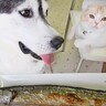 犬猫に生まれて初めて『さんま』を食べさせた結果…想像以上の反応が可愛すぎると40万再生「あまりのおいしさにｗ」「勢いがすごい」