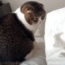 お昼まで起きないパパを見守る猫たち