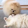 同居犬の激しすぎる“かまってアピール”→ブチギレていた猫が、夜になると…まさかの『人間の兄弟のような姿』に「なんだかんだで仲が良い」