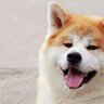 『秋田犬』が世界で人気なのはなぜ？海外でも好まれる理由から魅力的な特徴までご紹介