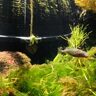 絶滅しそうな魚＜ハリヨ＞に魅せられて　巣作りする姿はまるで「家庭的な夫」【私の好きなサカナたち】