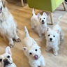 【大阪】犬カフェおすすめ10選！ワンちゃんと触れ合える癒やしのドッグカフェ