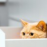 猫は『初めて会った人』にどんな反応をする？よく見られる行動3選　どう応えたら仲良くなれる？