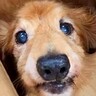 飼い主に『お手入れ放棄された犬』がひとり置き去りに…想像を超える『ひどい状態』が衝撃的すぎると涙「なぜこんな状態に…」「笑顔で泣いた」