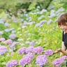 種松山公園西園地の紫陽花