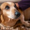 犬も『ペットロス』になるの？仲間を失うと表れる行動や症状、飼い主がしてあげられることとは