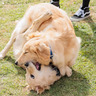 横浜・臨港パークで愛犬と楽しむイベント　2月22日から24日