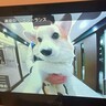 自宅のインターホンが鳴ったので、モニターを見てみた結果…まさかの『可愛すぎる訪問者』に9万いいね「即解錠案件ｗ」「天使かな？」と悶絶