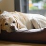 老犬を長時間留守番させるリスクとは？ひとりの時間に起こり得るトラブルまで