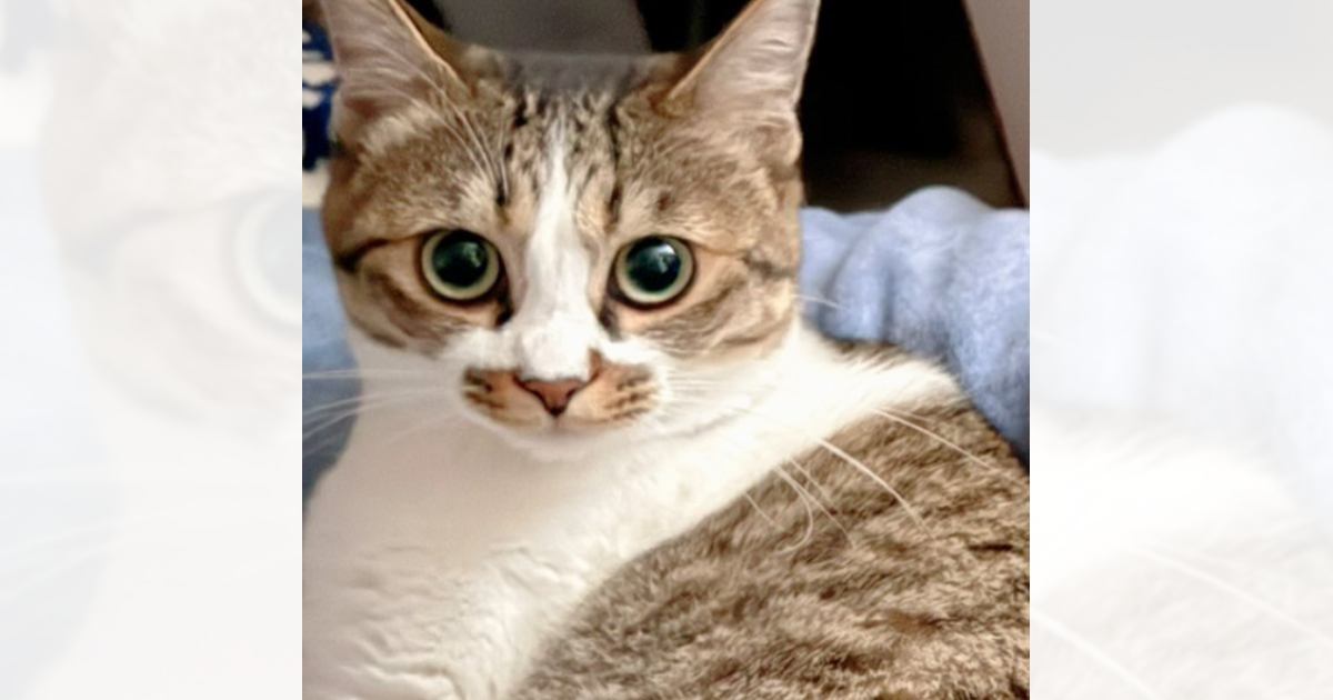 ♡ねこさん ♡ 島猫音頭😺 ⁡⁡⁡⁡┈┈┈┈┈┈┈┈┈┈┄┄┄ いつもコメント