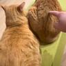 2匹の猫の背中をつついてみると……想像以上の『反応の差』が凄すぎると89万再生「みんなゾクゾクすると思ってたｗ」「何だか凄く笑った」