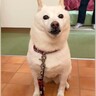 お父さんが『犬をお出かけに誘った』結果→想像もできなかった『衝撃の返事』に爆笑「正直すぎて笑った」「素晴らしい行動力で草」と30万再生