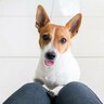 犬が飼い主に『言いたいこと』があるときにする行動5つ　愛犬がよくするサインや適切な対応とは？