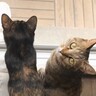 『起きてほしい猫vsまだ寝ていたい猫』…のんびりとした朝の光景に心癒される人続出「なんてほっこりな朝なの」「寝坊も仕方ない」