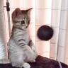 「ニャン生一周目すぎるｗ」バネ付きのおもちゃで遊んでいた子猫が…まさかの瞬間に「すれ違いまくりｗ」「可愛いにも程があるｗ」と35万再生