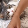 『パパにキスをおねだりする猫』を撮影したら…ママも嫉妬するレベルの『甘え上手』が728万再生の大反響「ママさん複雑ｗ」「三角関係ｗｗ」