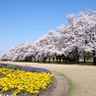 【お花見2025｜富山のサクラ】約140種
