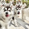 赤ちゃんハスキー犬が大集合したら…まるで天国のような『可愛すぎる光景』が28万再生「天使しかいない…」「永遠に見ていられる」と悶絶