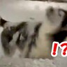 雪の中で遊ぶハスキー犬→まさかの『衝撃的な撥水性を見せる光景』が154万表示「防御力半端ない」「性能すごすぎて笑ったｗ」と驚きの声