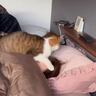 飼い主さん夫婦が寝ていたら、寝室に忍び込む猫が…まさかの可愛すぎる"行動"が114万再生「めっちゃ踏まれてるｗ」「ドチャクソ羨ましいｗ」