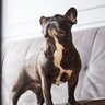 犬が壁をボーっと見つめているときの心理3つ　奇妙な行動に隠されている意外な理由とは
