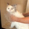 “お風呂嫌い”な長毛猫の絶望シャンプータイム→先輩猫に助けを求めた結果…『コントのようなやり取り』に「ぺったんこｗ」「ごめん笑った」