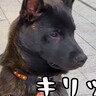 生後５ヶ月の日本犬→『かっこよく育つ』かと思っていたら…聞いてたのと違う『まさかの成長』に「ずっとかわいい」「我が家も同じｗ」と反響