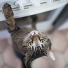 猫による『火災事故』は意外と多い！予防のために気をつけるべき4つの注意点