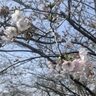 【花見に行こう北九州】若松区のお花見５名所をご紹介