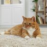 猫がいる部屋の『カーペット選び』6つのポイント　選ばないほうがいいタイプも紹介