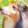 花畑で犬の写真を撮った結果…思わず息を呑む『女神のように美しい光景』が684万表示の大反響「まるで絵画のよう」「素敵すぎる」と絶賛