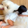 2歳の女の子が『超大型犬を大好きになり過ぎた』結果…『完全に沼にハマった姿』が可愛すぎると16万再生「癒やしの空間」「この沼は深いぞｗ」