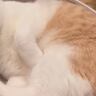 ベッドの上でくつろいでいる猫→しっぽの近くにベルが置いてあると…シュールすぎる『まさかの光景』が40万再生「チーンｗｗ」「ツボった」