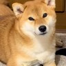 犬から少し目を離したら、母のマッサージ器で…まさかの『完璧に使いこなす光景』が106万再生の反響「うますぎｗ」「美意識高め」と爆笑
