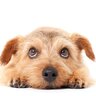 犬と一緒に飼うのがよくない『ペット』5選　なぜ相性が悪いの？特に注意が必要な生き物まで