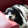 犬がかなり『疲弊している』ときのサイン5選　愛犬を疲れさせてしまう原因とは？