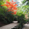 宮島の紅葉谷公園で木々が色づきはじめ　一部では秋の鮮やかな色彩を見せる