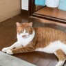猫に『ねんねしようか？』と声をかけると…『驚きの展開』が話題となり306万表示「普通に会話できててｗ」「ほんとに天才だ」の声