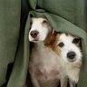 犬が『強風や雷雨』を怖がるときにすべきこと4つ　安心させる方法や急な天候不良への対策術まで