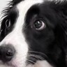 頭痛改善のため、頭に冷却シートを貼った結果→犬が…辛辣すぎる『まさかのリアクション』に3万いいね「思った以上にドン引きしてて草」「顔ｗ」