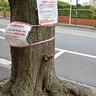 鷺沼駅前　老木65本植え替え　サクラの名所、幹折れ危惧